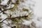 Beautiful Calm and Peaceful Frozen Cold Winter Season Snow in Breckenridge Colorado Landscape Scene of Fir Pine Trees in Outdoor N