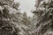 Beautiful Calm and Peaceful Frozen Cold Winter Season Snow in Breckenridge Colorado Landscape Scene of Fir Pine Trees in Outdoor N