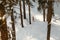 Beautiful Calm and Peaceful Frozen Cold Winter Season Snow in Breckenridge Colorado Landscape Scene of Fir Pine Trees in Outdoor N