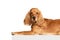 Beautiful, calm, purebred dog, English cocker spaniel calmly lying on floor isolated on white background