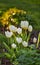 Beautiful, calm and quiet flowers growing in a green garden on a sunny day. Closeup of wild Tulips in harmony with