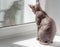 Beautiful calm skull cat sphinx sitting on a light background