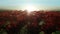 Beautiful calm sunrise over field of red roses