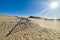 Beautiful calm view of nordic sand dunes and protective fences at Curonian spit, Nida, Klaipeda, Lithuania. Buried wood