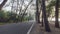 Beautiful calmness countryside road with shady pine tree on side of the road