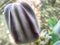 Beautiful calotropis arakha flower bud macro