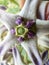 Beautiful calotropis gigantea crown flower arakha flower close up