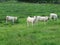 beautiful calves grazing in the meadow quietly happy farm animals