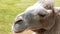 Beautiful camel,camel head close-up,animal sits on the grass