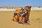 Beautiful camel with decorated clothes sitting, lazying, chewing food while waiting for the tourists in Sam Sand Dunes, Thar