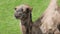 A beautiful camel on the green grass stands and looks into the lens camera,an animal in the zoo.