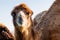 Beautiful camel head against the blue sky