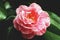 Beautiful camellia flower