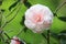 Beautiful Camellia flower closeup