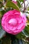 Beautiful Camellia Flower. Vibrant pink flower in a garden.