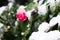 Beautiful camellia in snow