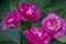 Beautiful Camellias blooming with dark green leaves.