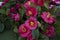 Beautiful Camellias blooming with dark green leaves.