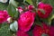 Beautiful Camellias blooming with dark green leaves.