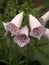 Beautiful Camelot Lavender Foxglove Digitalis Flowers