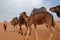 Beautiful camels walking in the Sahara Desert, Morocco.