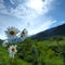 Beautiful camomile in Alps