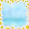 Beautiful camomile floral frame on a blue background