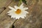 Beautiful camomile flower on the old boards