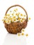 Beautiful camomile flowers in basket