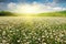 Beautiful camomile meadow in mountain at sunset