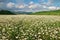 Beautiful camomile meadow in mountain at sunset