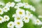 Beautiful camomile white flower on a green bright spring meadow