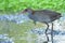 Beautiful camouflage brown head red beaks and grey breast bird standing on muddy wet pond in rice plantaion farm in Thailand