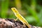 Beautiful camouflaged chameleon in Indonesian