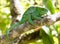 Beautiful camouflaged chameleon in Madagascar