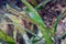 Beautiful camouflaged green ghost pipefish among the sea grass