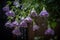 The beautiful Campanula blooms like a waterfall after rain, hanging from the eaves, clear, raindrops