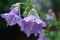 The beautiful Campanula blooms like a waterfall after rain, hanging from the eaves, clear, raindrops