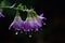 The beautiful Campanula blooms like a waterfall after rain, hanging from the eaves, clear, raindrops