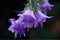 The beautiful Campanula blooms like a waterfall after rain, hanging from the eaves, clear, raindrops