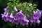 The beautiful Campanula blooms like a waterfall after rain, hanging from the eaves, clear, raindrops