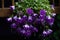 The beautiful Campanula blooms like a waterfall after rain, hanging from the eaves, clear, raindrops