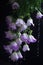 The beautiful Campanula flower blooms like a waterfall after rain, hanging from the eaves, clear, raindrops