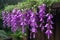 The beautiful Campanula flower blooms like a waterfall after rain, hanging from the eaves, clear, raindrops