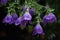 The beautiful Campanula flower blooms like a waterfall after rain, hanging from the eaves, clear, raindrops