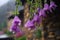 The beautiful Campanula flower blooms like a waterfall after rain, hanging from the eaves, clear, raindrops