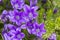 Beautiful campanula, viola flowers in the garden close up