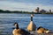 Beautiful Canada geese