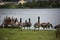 Beautiful Canada Geese at Broadwood Loch, Cumbernauld Scotland
