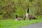 Beautiful Canada Goose family.